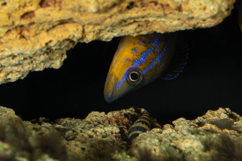 Paracyprichromis nigripinnis 'Kantalamba'